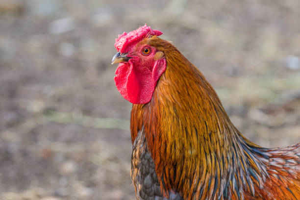 istock feathery bird colorful cock on a walking 1020558570