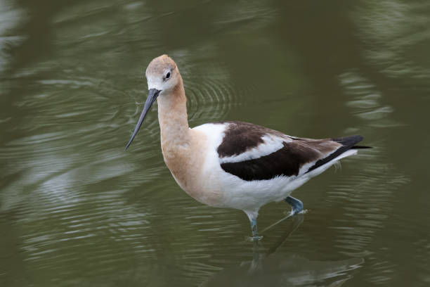 istock Graceful, Gentle and Beautiful. The American Avocet 1020563246