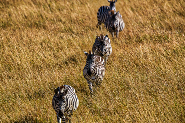 Zebras at great migration in Savannah at Kenya