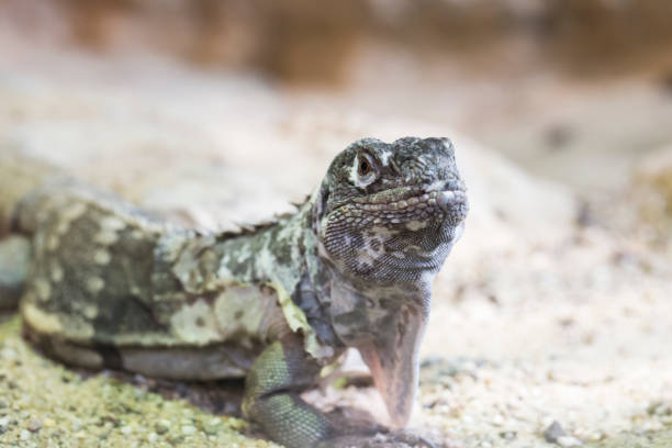 istock Guatemalan spiny-tailed iguana, ctenosaura palearis 1020568808