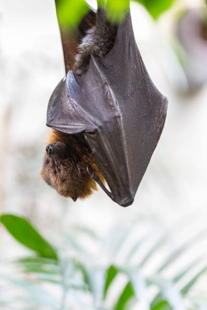 istock Rodrigues flying fox, fruit bat hanging upside down 1020570462