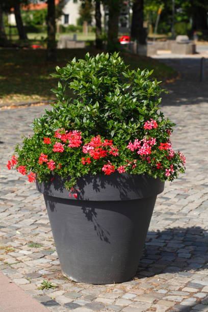 istock round flower bucket made of plastic 1020573512