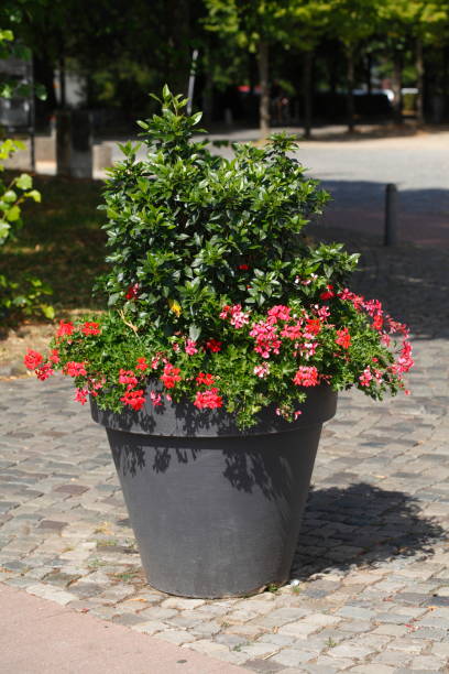 istock round flower bucket made of plastic 1020573662