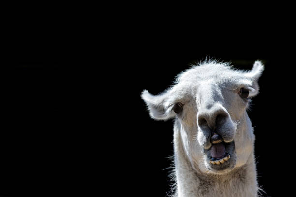 Stupid looking animal. Goofy llama. Funny meme image with copy-space. Dumb animal with silly expression isolated against black background for customised message or text.