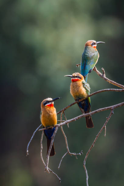 istock White fronted Bee eater in Kruger National park, South Africa 1020574066