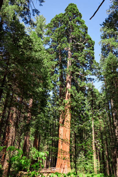 Sequoia Sempervirens Sequoia tree in Calaveras Big Trees State Park sequoia sempervirens stock pictures, royalty-free photos & images