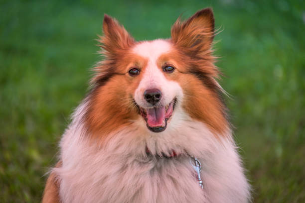 istock The Shetland Sheepdog, also known as the Sheltie. 1020585718