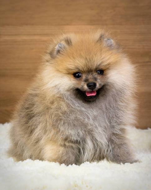 istock Beautiful puppy close up. Pomeranian. 1020586088