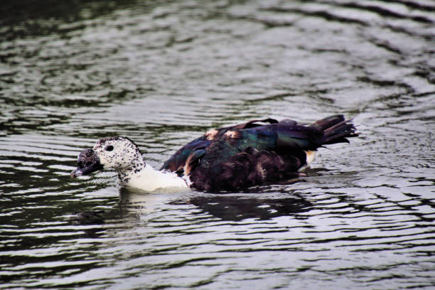 istock A view of a Muscovy Duck at Slimbridge 1020593172