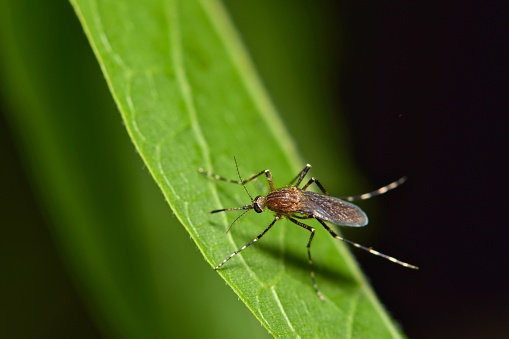 A common mosquito (Culicidae) resting on a green leaf during the night hours in Houston, TX. These are most prolific during the warmer months and can carry the West Nile virus.