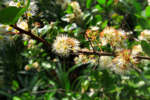 istock nature view of the Maclehose Trail 1020596122