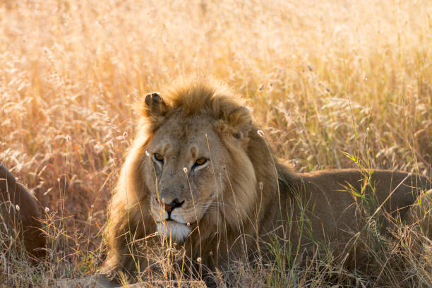 istock Male lion resting 1020596550
