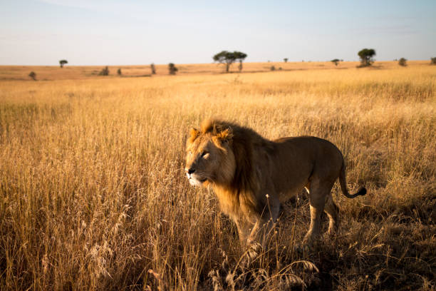 istock Male lion morning 1020596574