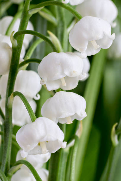 istock Lilie of the valley flower 1020599596