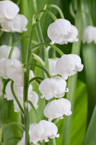 istock Lilie of the valley flower 1020599604