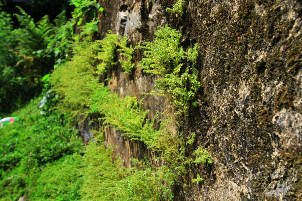istock nature view of the Maclehose Trail 1020599850