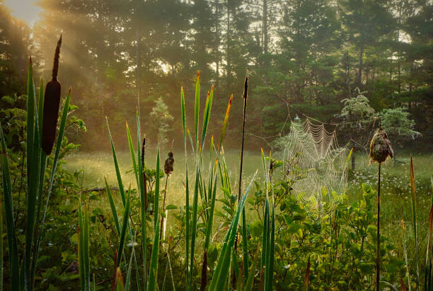 Sunbeams shine through misty spider web and cattails