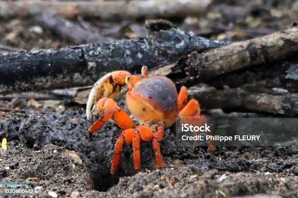 A Land Crab Out Of Its Den Stock Photo - Download Image Now - Crab, Guadeloupe, Animal