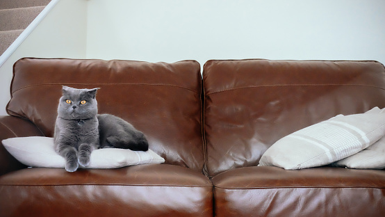 Grey Scottish Fold cat lying on a brown leather sofa