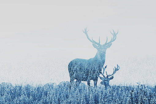 double exposure of two deers in winter forest, beautiful nature landscape, wilderness in national park