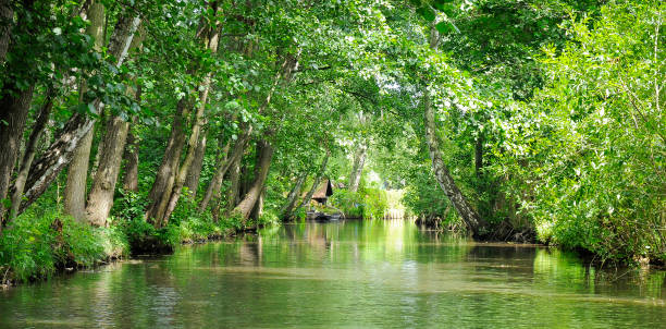 River landscape in the Spreewald, southeast of the state of Brandenburg, Germany River landscape in the Spreewald, southeast of the state of Brandenburg, Germany spreewald stock pictures, royalty-free photos & images