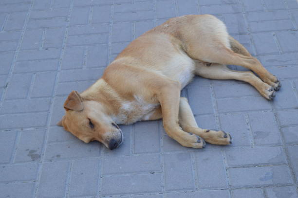 istock Sad homeless red dog lying alone on the sidewalk 1020609376