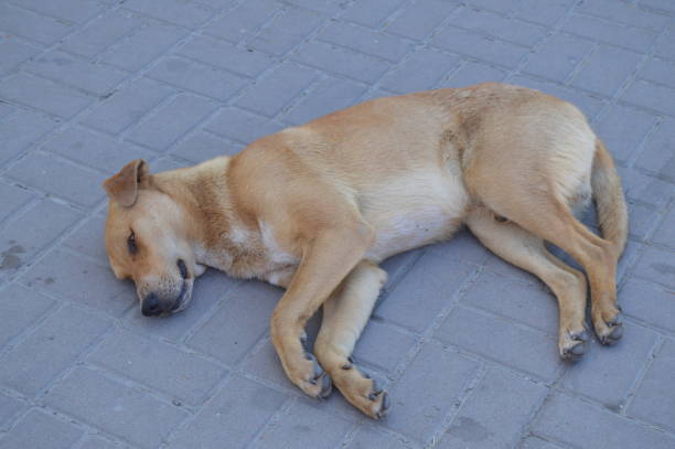 istock Sad homeless red dog lying alone on the sidewalk 1020609432