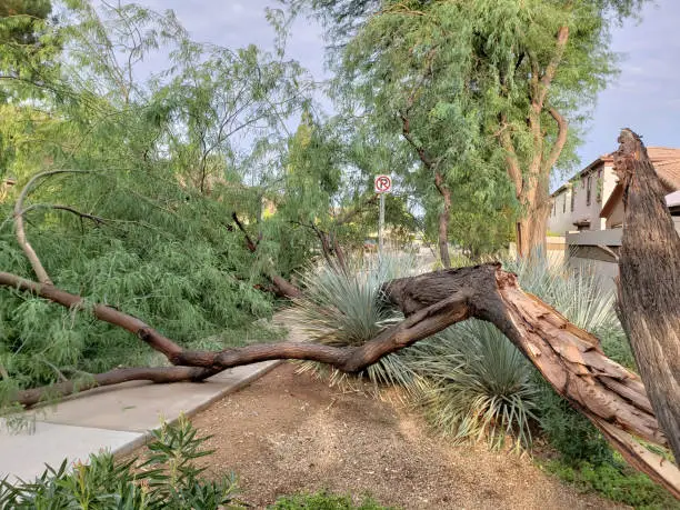 Broken trunk of an old mesquite tree after annual summer monsoon storm in Phoenix, Arizona