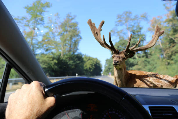 istock Be aware of deer crossing! 1020619754