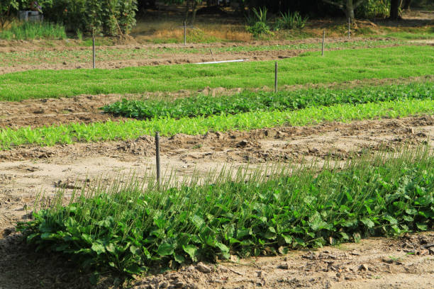 istock a Rows of plants in a  farmers field 1020619910