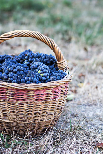 istock Dark grapes in a basket. Grape harvesting. 1020620320