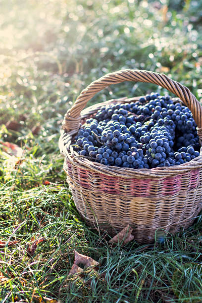 istock Dark grapes in a basket. Grape harvesting. 1020620384