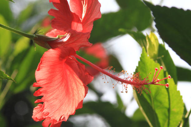 istock a Red hibiscus flower at nature day time 1020621248