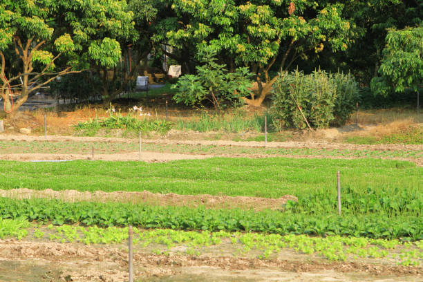 istock a Rows of plants in a farmers field 1020621390