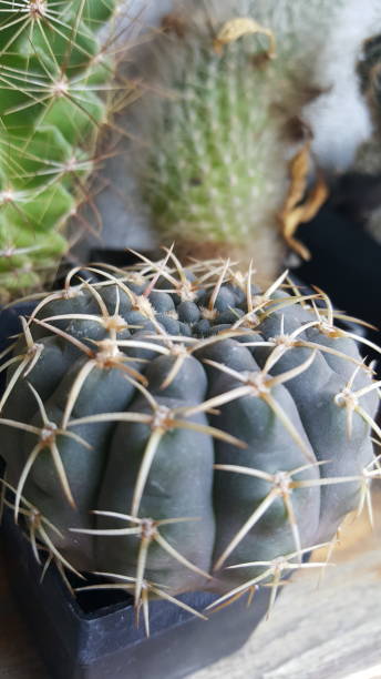 Cactus 33 stock photo