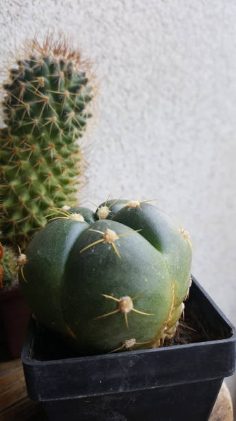 Cactus 34 stock photo