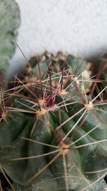 Cactus 35 stock photo