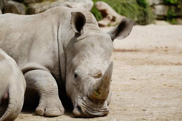 istock great rhino rests in the summer heat, 1020638476