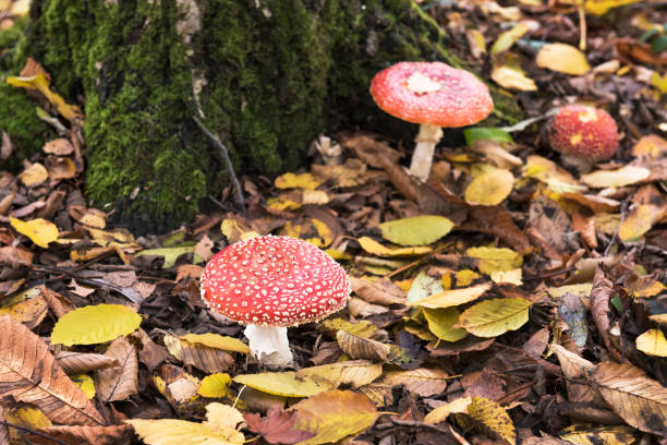 istock Red Spotted Mushrooms in a forest 1020638568
