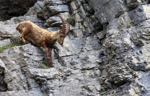 istock Ibex in the French Alps 1020643434