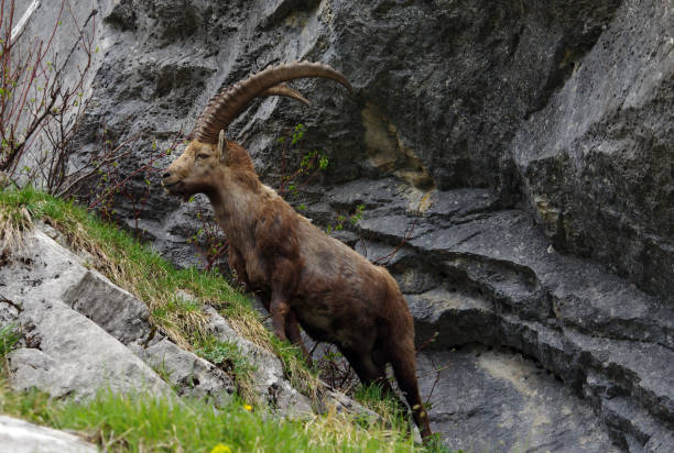istock Ibex in the French Alps 1020643546