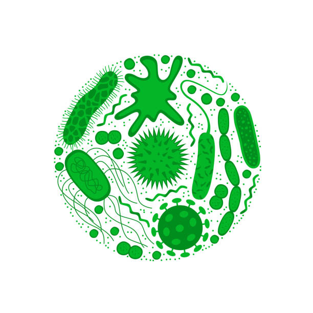Germs And Bacteria Isolated On White Background Stock Illustration - Download Image Now - Bacterium, Petri Dish, Vector - iStock Germs And Bacteria Isolated On White Background Stock Illustration - Download Image Now - Bacterium, Petri Dish, Vector - iStock