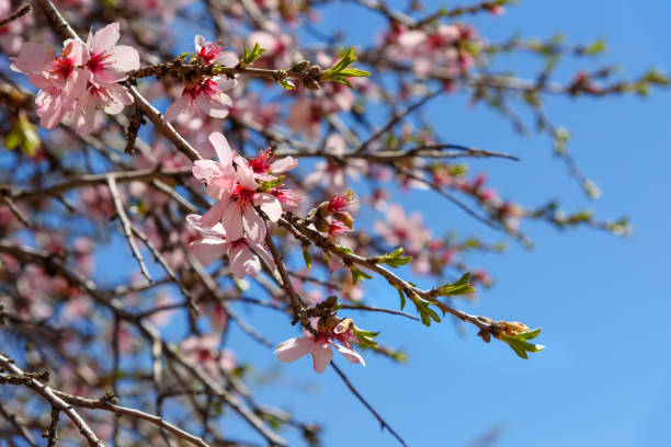 istock Cherry blossoms, pink flowers 1020655468