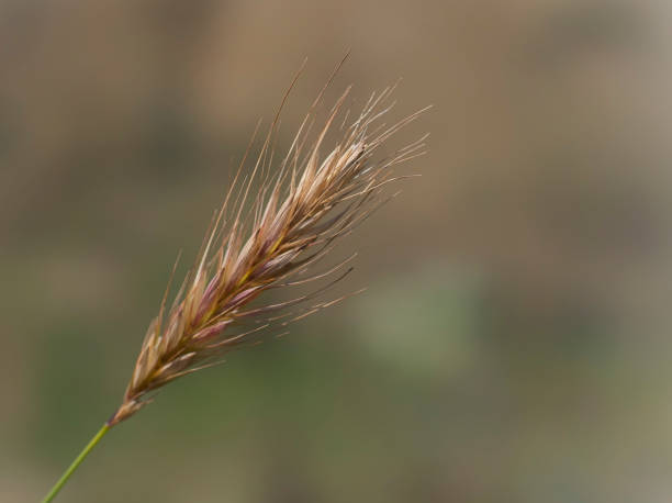 istock Dry plant from Greek nature 1020658892