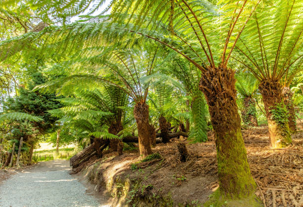 Farn trees in the jungle from Lost gardens of Heligan Cornwall