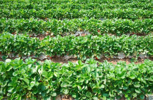 istock Fresh strawberries farm background : Thailand 1020666992