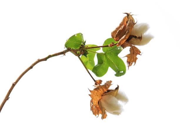 istock Cotton plant flower branch isolated on white background 1020667156