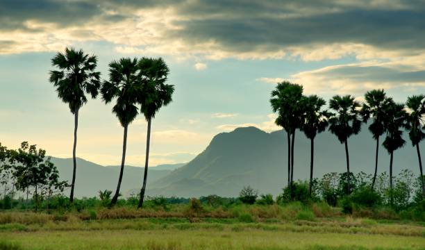istock Sugar Palm Trees in the field and mountains background : Thailand 1020667350
