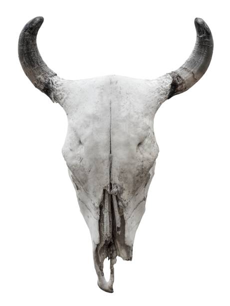 istock Cow skull isolated on white background 1020667452
