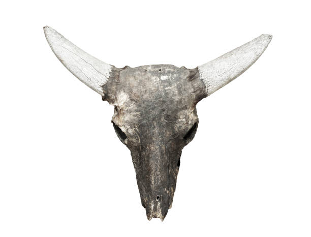istock Cow skull isolated on white background 1020667460